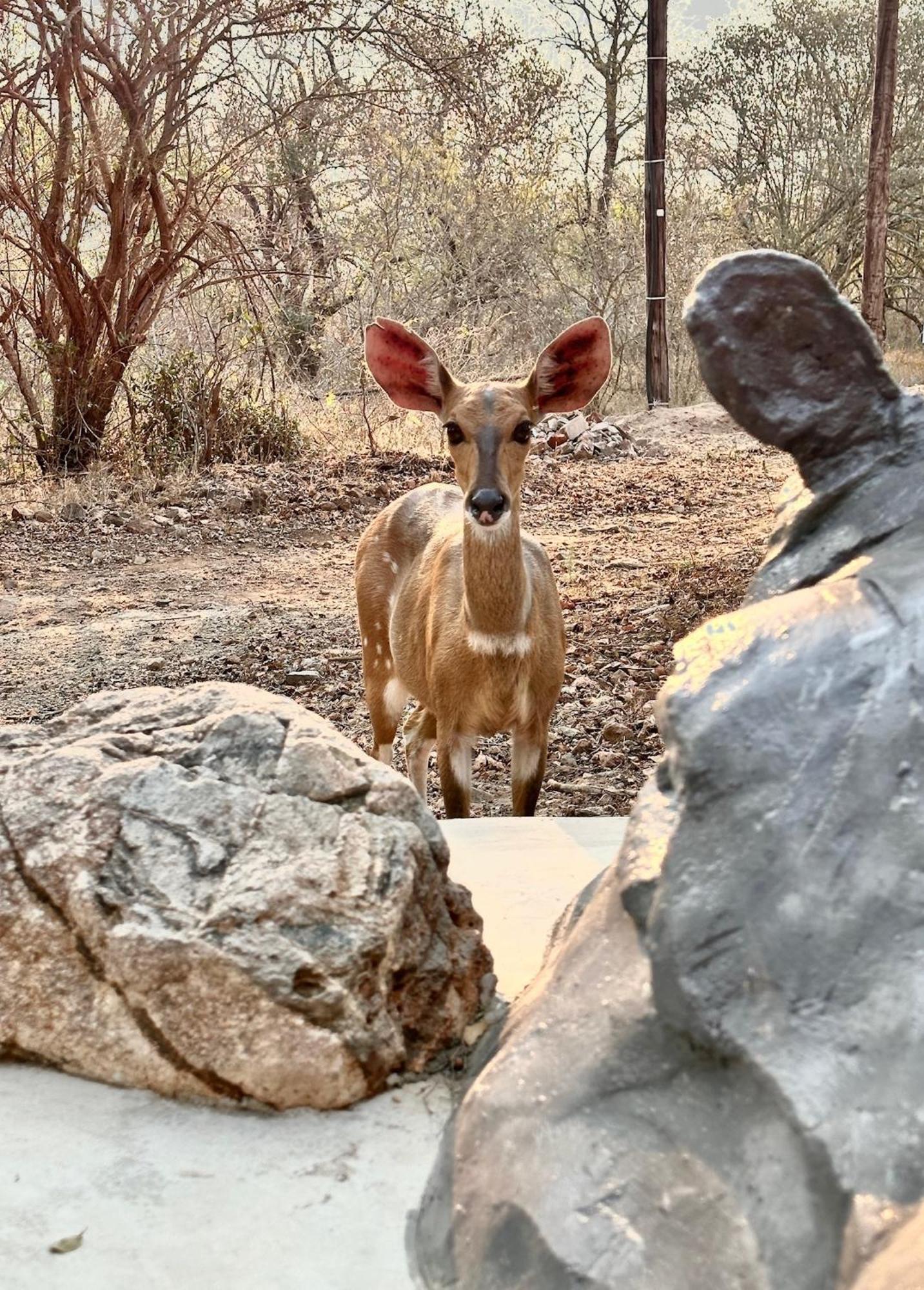 Jackals Dream - Self Catering Villa Bordering Kruger National Park Marloth Park Exterior photo